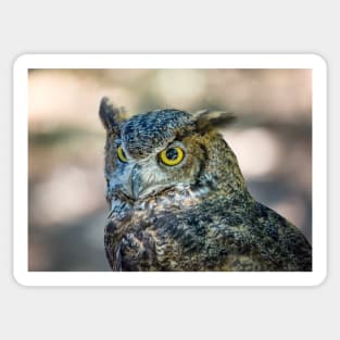 Owl Portrait, Grants Pass, Oregon, 2016 Sticker